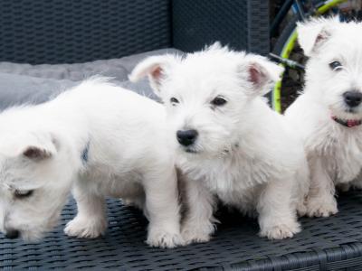 West Highland Terrier pups (2 boys 1 girl) in Kerry